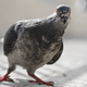 Image for article titled Oh, Great: Russia Has 'Zombie' Pigeons Now